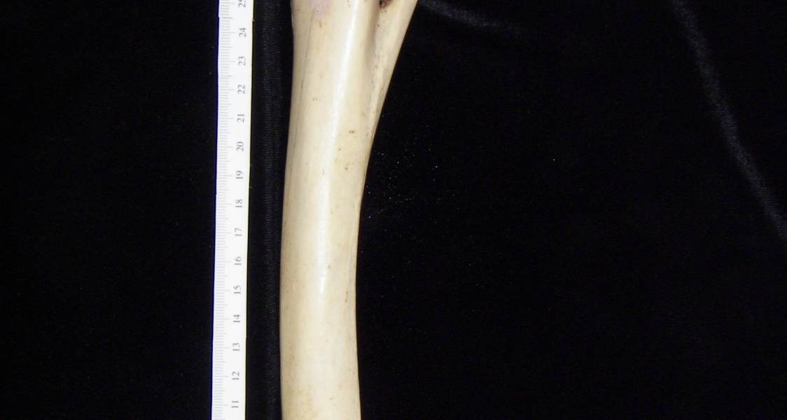 Donkey (Equus asinus) left radius and ulna, lateral view
