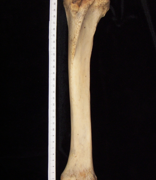 Donkey (Equus asinus) left tibia, anterior view