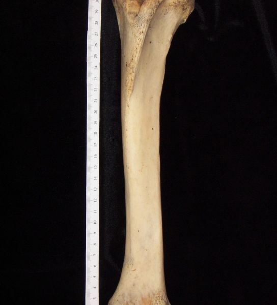 Donkey (Equus asinus) left tibia, anterior view