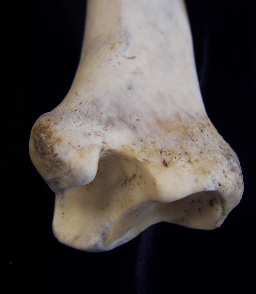 Donkey (Equus asinus) left tibia, distal anterior view