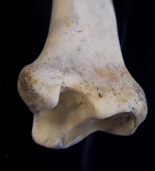 Donkey (Equus asinus) left tibia, distal anterior view