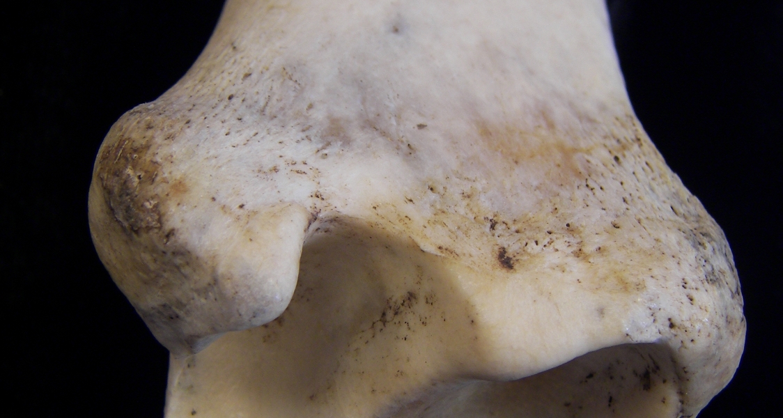 Donkey (Equus asinus) left tibia, distal anterior view