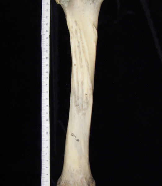 Donkey (Equus asinus) left tibia, posterior view