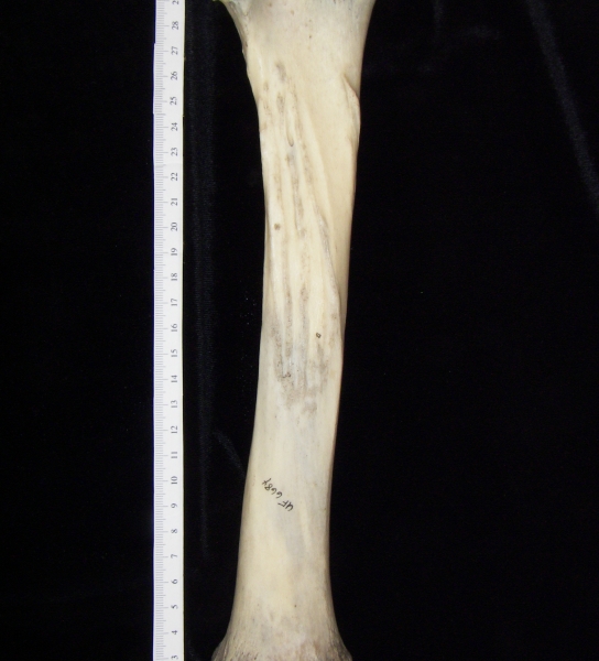 Donkey (Equus asinus) left tibia, posterior view