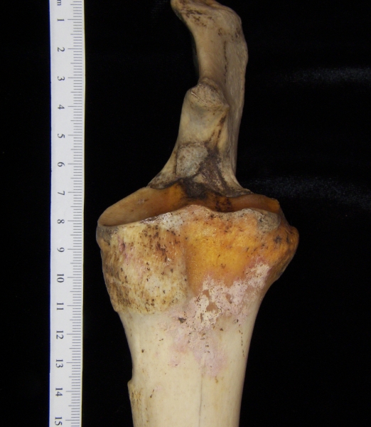 Donkey (Equus asinus) left radius and ulna proximal aspect