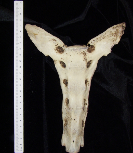 Anterior View Donkey Sacrum