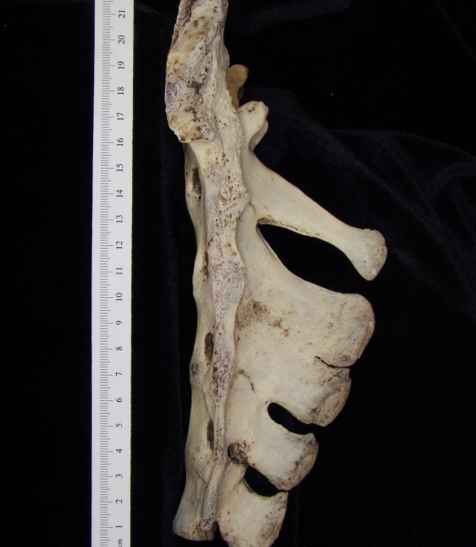 Lateral View Donkey Sacrum