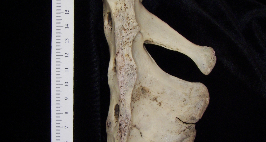 Lateral View Donkey Sacrum