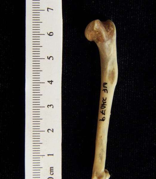 Eastern cottontail rabbit (Sylvilagus floridanus) left humerus, anterior view