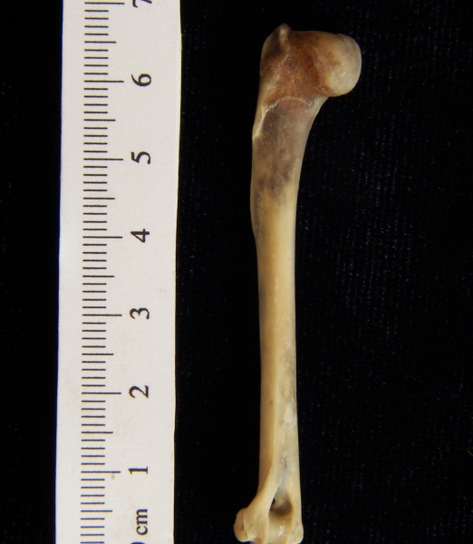 Eastern cottontail rabbit (Sylvilagus floridanus) left humerus, posterior view