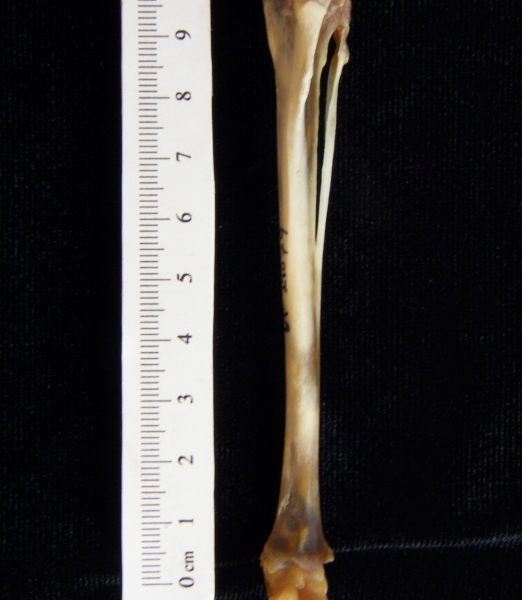 Eastern cottontail rabbit (Sylvilagus floridanus) left tibia and fibula, anterior view