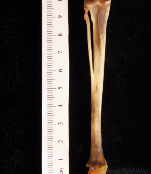 Eastern cottontail rabbit (Sylvilagus floridanus) left tibia and fibula, posterior view