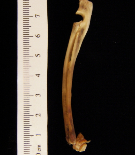 Lateral View Left Eastern Cottontail Rabbit Radius and Ulna