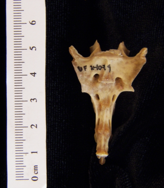 Anterior View Eastern Cottontail Rabbit Sacrum