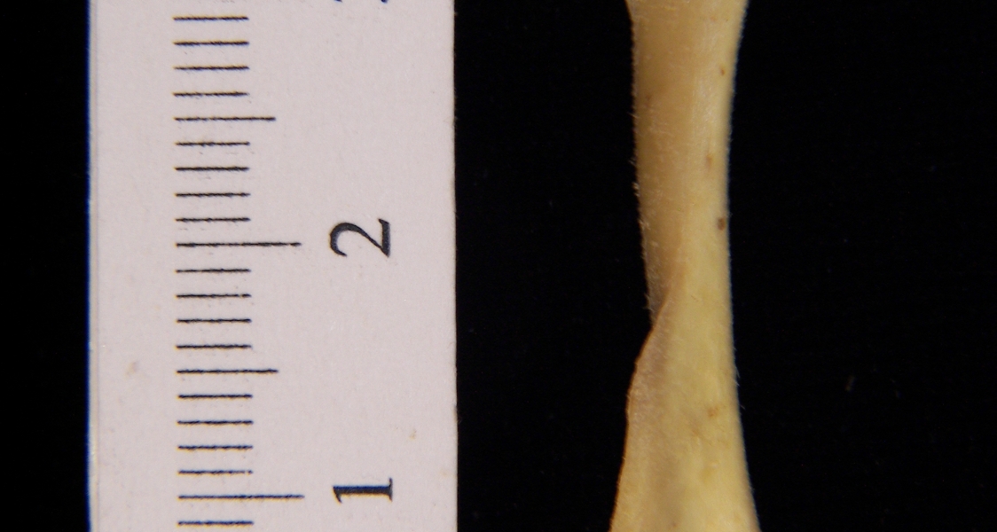 Eastern spotted skunk (Spilogale putorius) left humerus