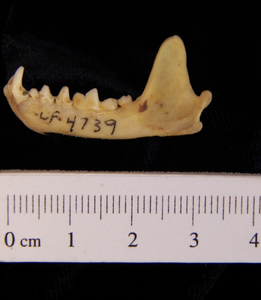 Eastern spotted skunk (Spilogale putorius) left mandible