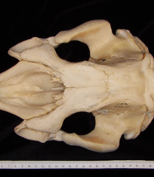 West Indian manatee (Trichecus manatus) cranium, superior view