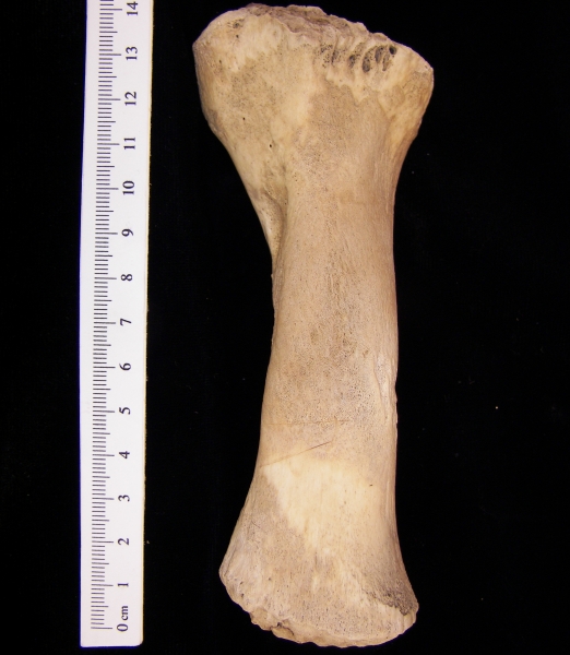 West Indian manatee (Trichecus manatus) humerus, view 2