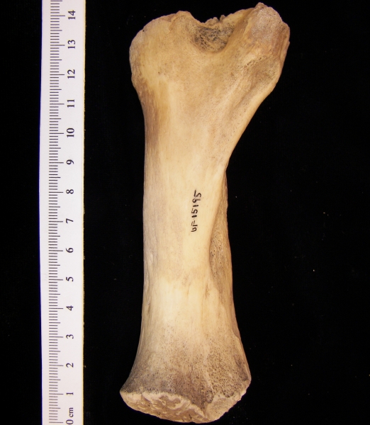 West Indian manatee (Trichecus manatus) humerus, view 3