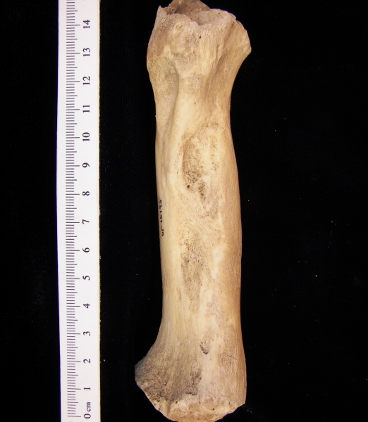 West Indian manatee (Trichecus manatus) humerus