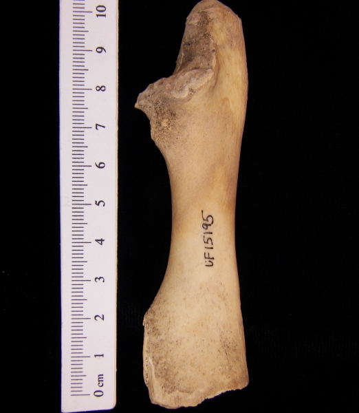 West Indian manatee (Trichecus manatus) ulna, view 2