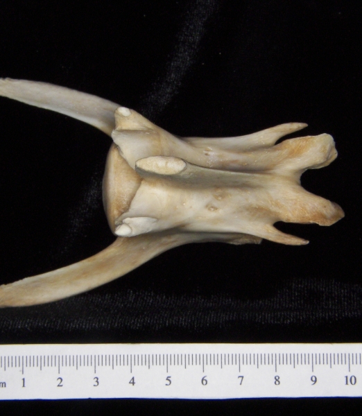 Florida panther (Puma concolor) 3rd lumbar vertebra