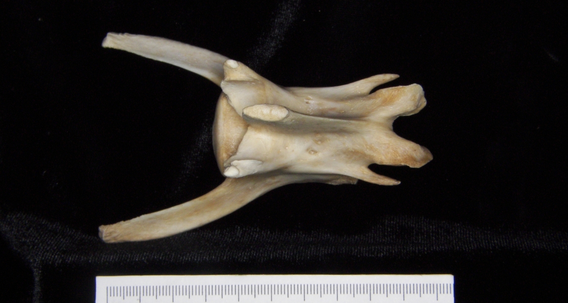 Florida panther (Puma concolor) 3rd lumbar vertebra