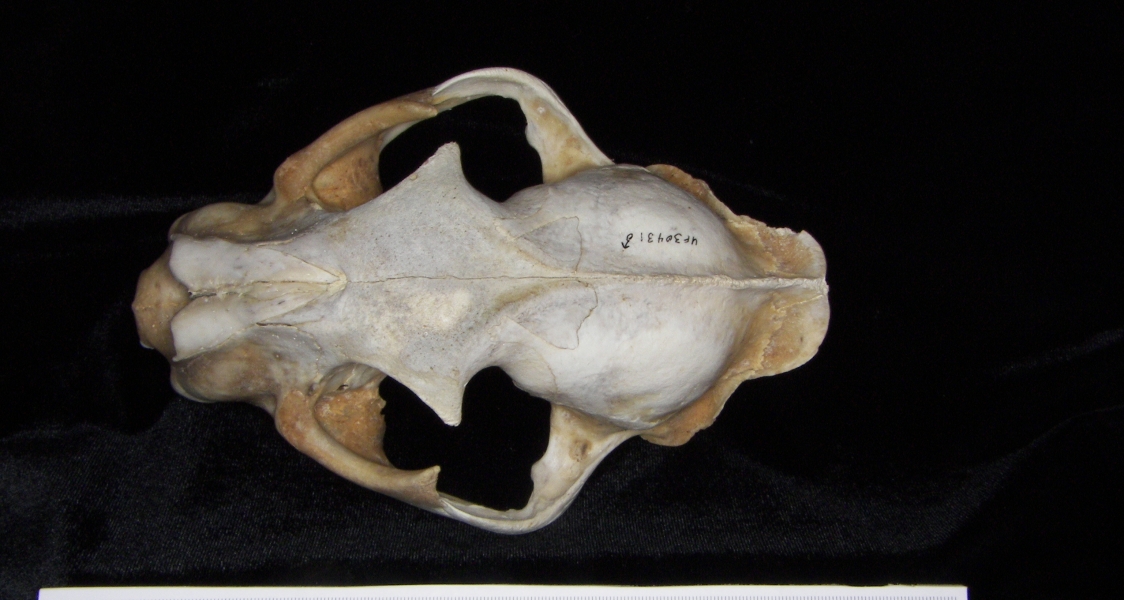 Florida panther (Puma concolor) cranium, superior view