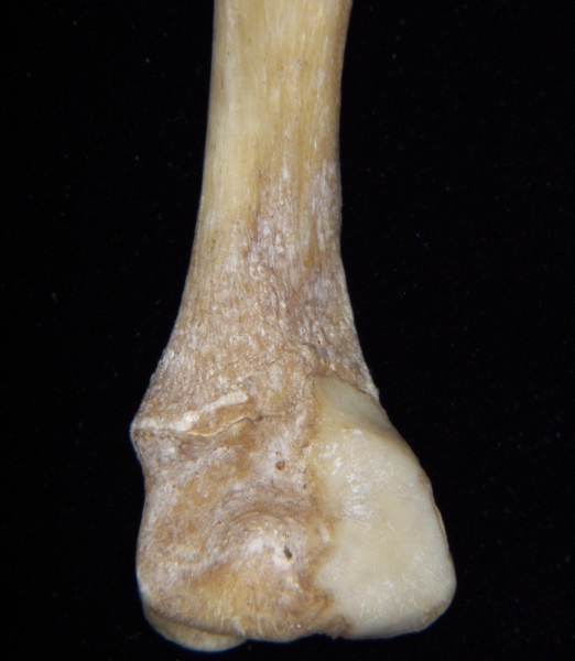 Florida panther (Puma concolor) left fibula, distomedial aspect