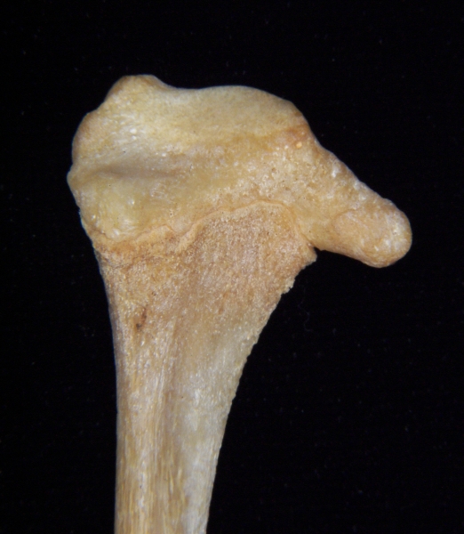 Florida panther (Puma concolor) left fibula, lateral proximal aspect