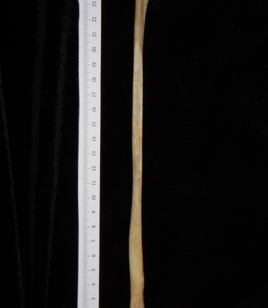 Florida panther (Puma concolor) left fibula, medial view