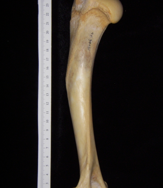 Florida panther (Puma concolor) left humerus, view 2