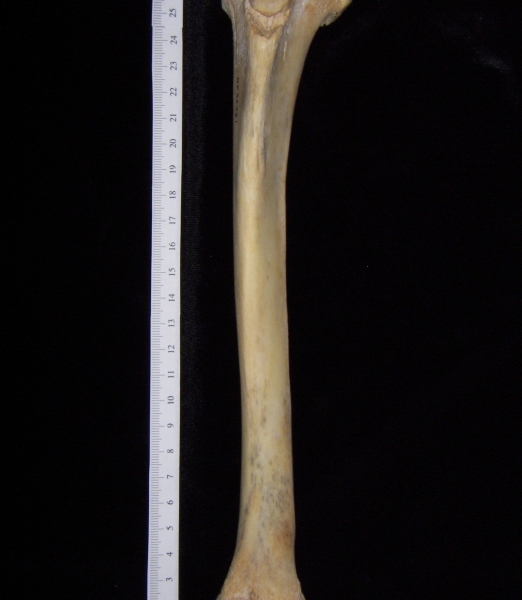 Florida panther (Puma concolor) left tibia, anterior view