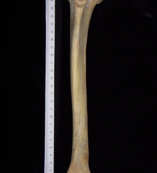 Florida panther (Puma concolor) left tibia, anterior view