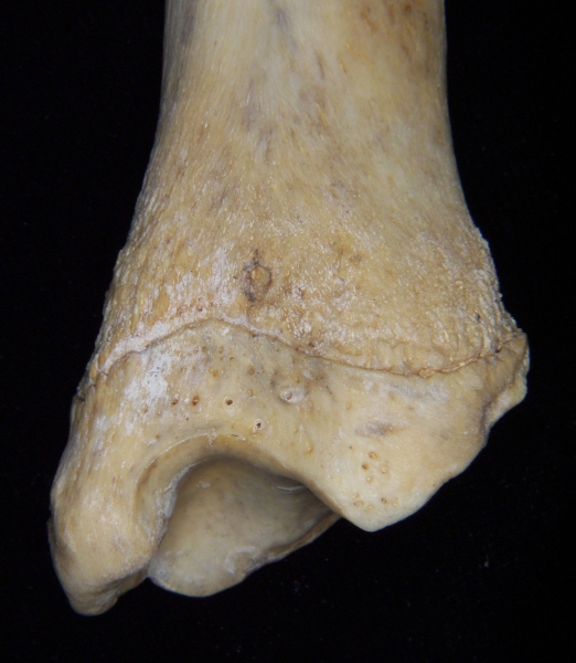 Florida panther (Puma concolor) left tibia, anterior distal aspect