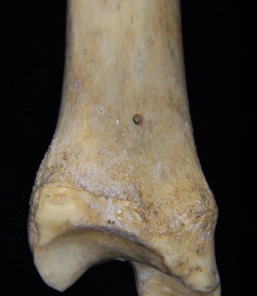 Florida panther (Puma concolor) left tibia, posterior distal aspect