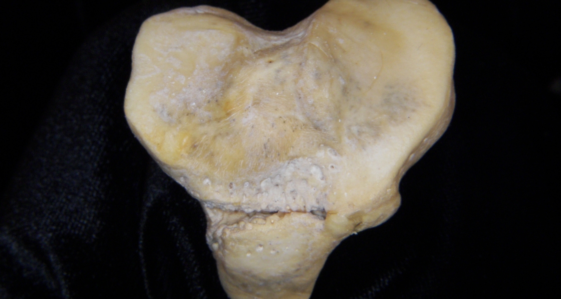 Florida panther (Puma concolor) left tibia, proximal articular surface