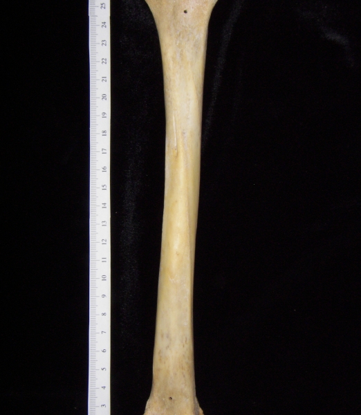 Florida panther (Puma concolor) left tibia, posterior view