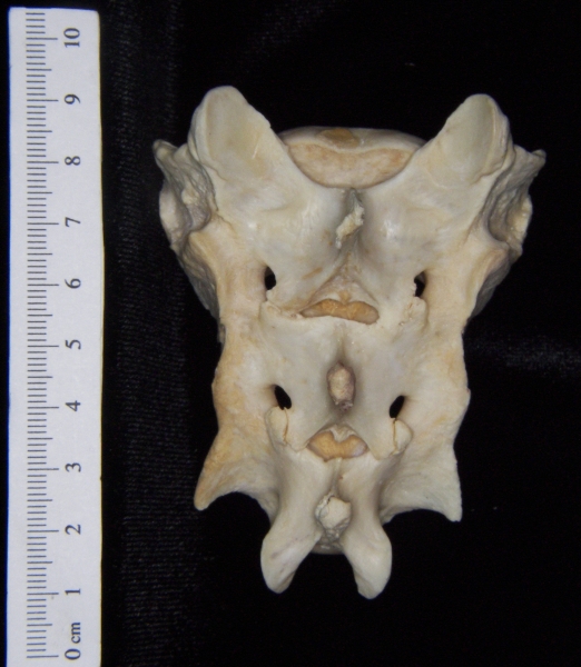 Florida panther (Puma concolor) sacrum