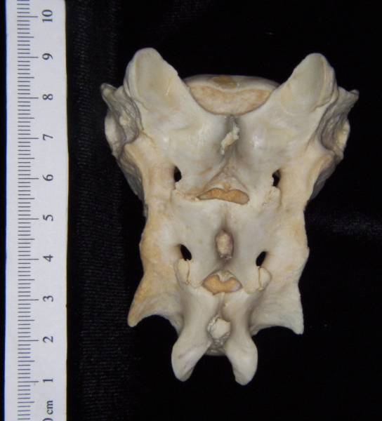 Florida panther (Puma concolor) sacrum