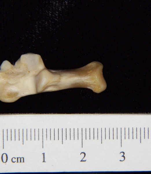 Gray fox (Urocyon cinereoargenteus) left calcaneus, superior view