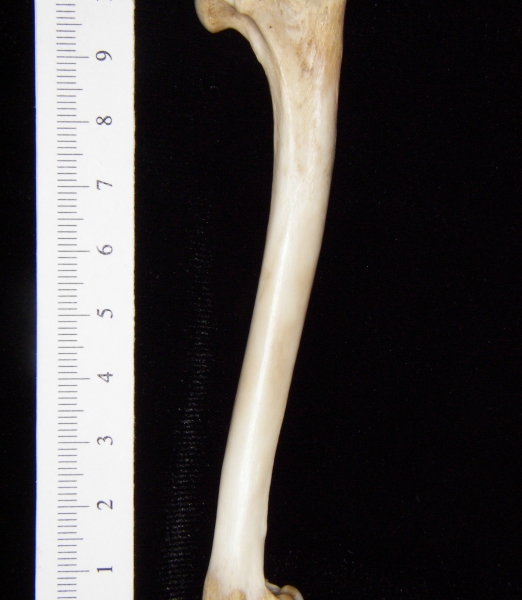 Gray fox (Urocyon cinereoargenteus) left humerus