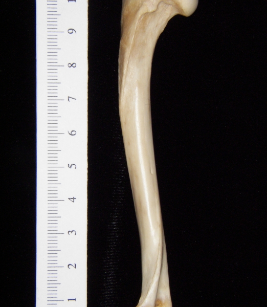 Gray fox (Urocyon cinereoargenteus) left humerus, view 2