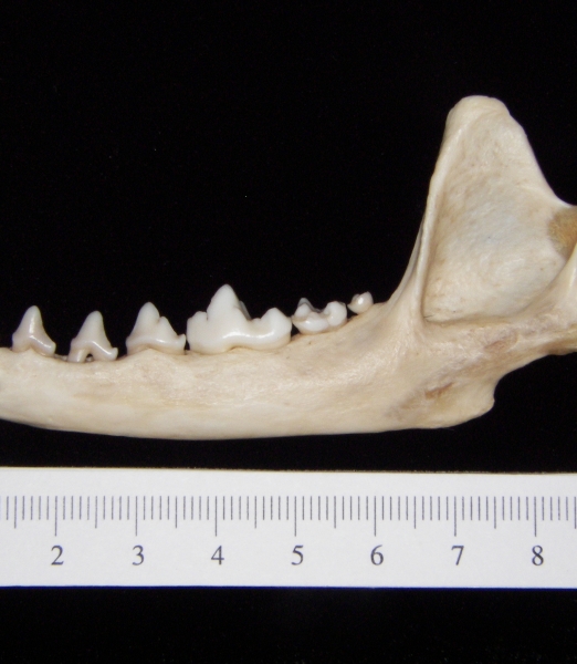 Gray fox (Urocyon cinereoargenteus) left mandible