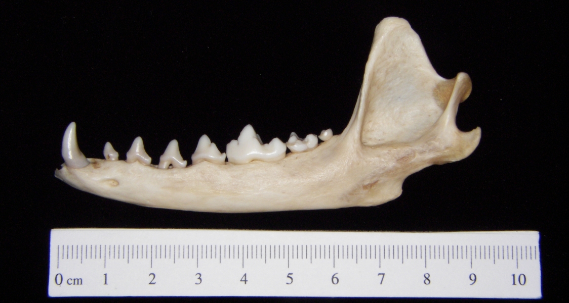 Gray fox (Urocyon cinereoargenteus) left mandible