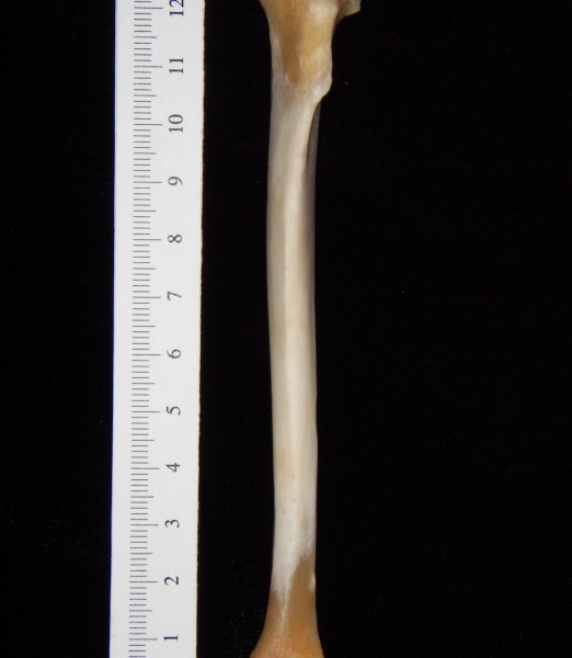 Gray fox (Urocyon cinereoargenteus) left tibia, anterior view