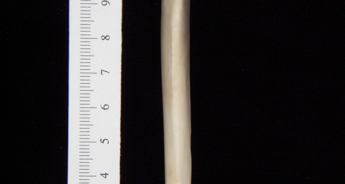 Gray fox (Urocyon cinereoargenteus) left tibia, anterior view