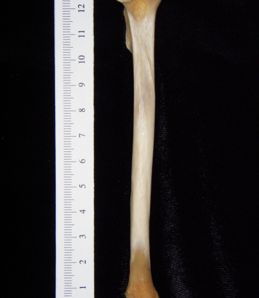 Gray fox (Urocyon cinereoargenteus) left tibia, posterior view