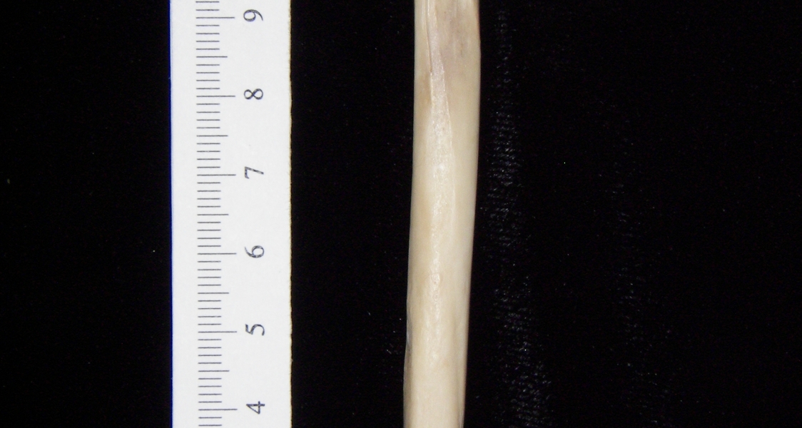 Gray fox (Urocyon cinereoargenteus) left tibia, posterior view