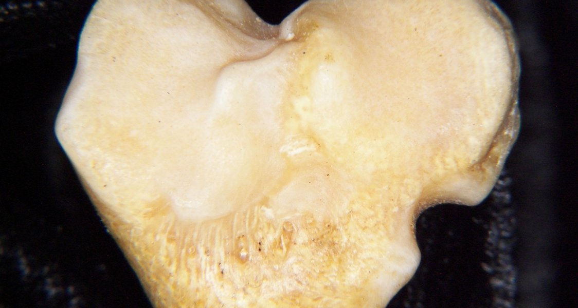 Gray fox (Urocyon cinereoargenteus) left tibia, proximal articular surface